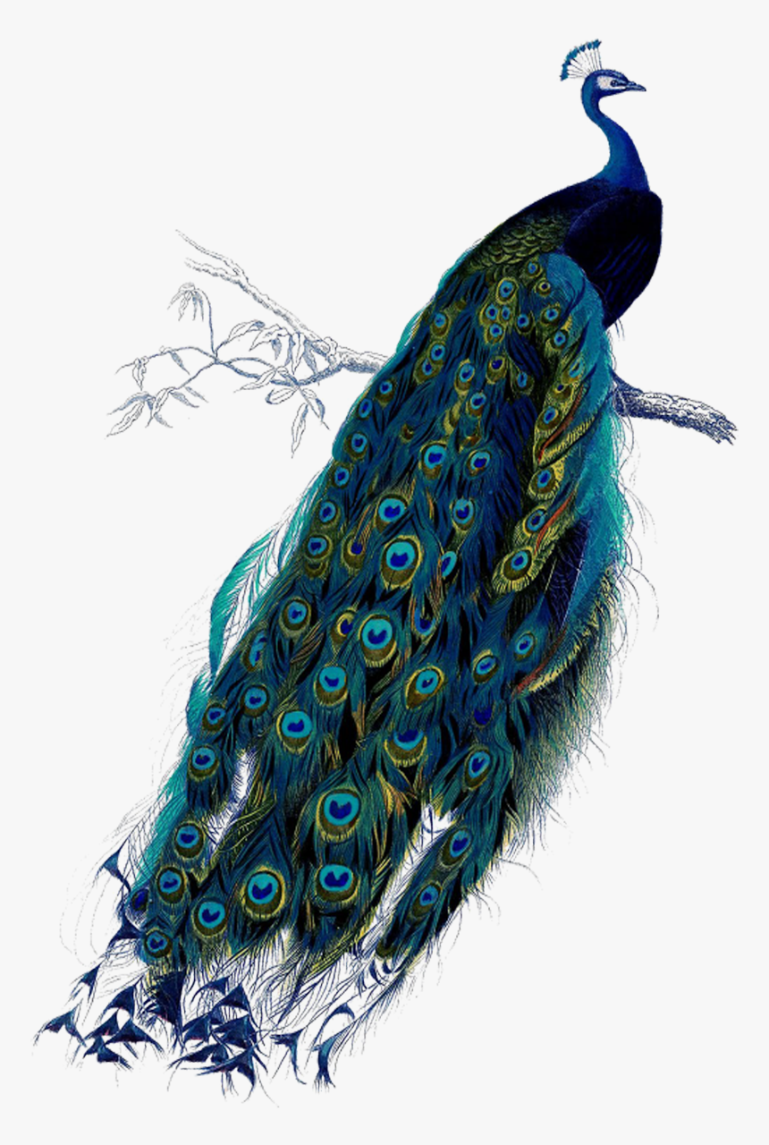 Transparent Peacock Clipart - Vintage Peacock Png, Png Download