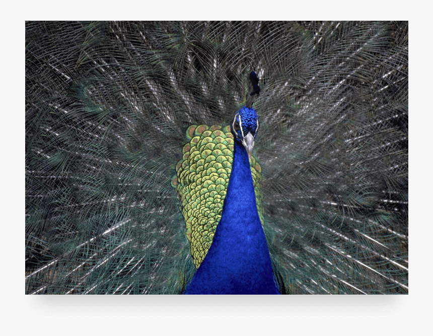 Peafowl, HD Png Download