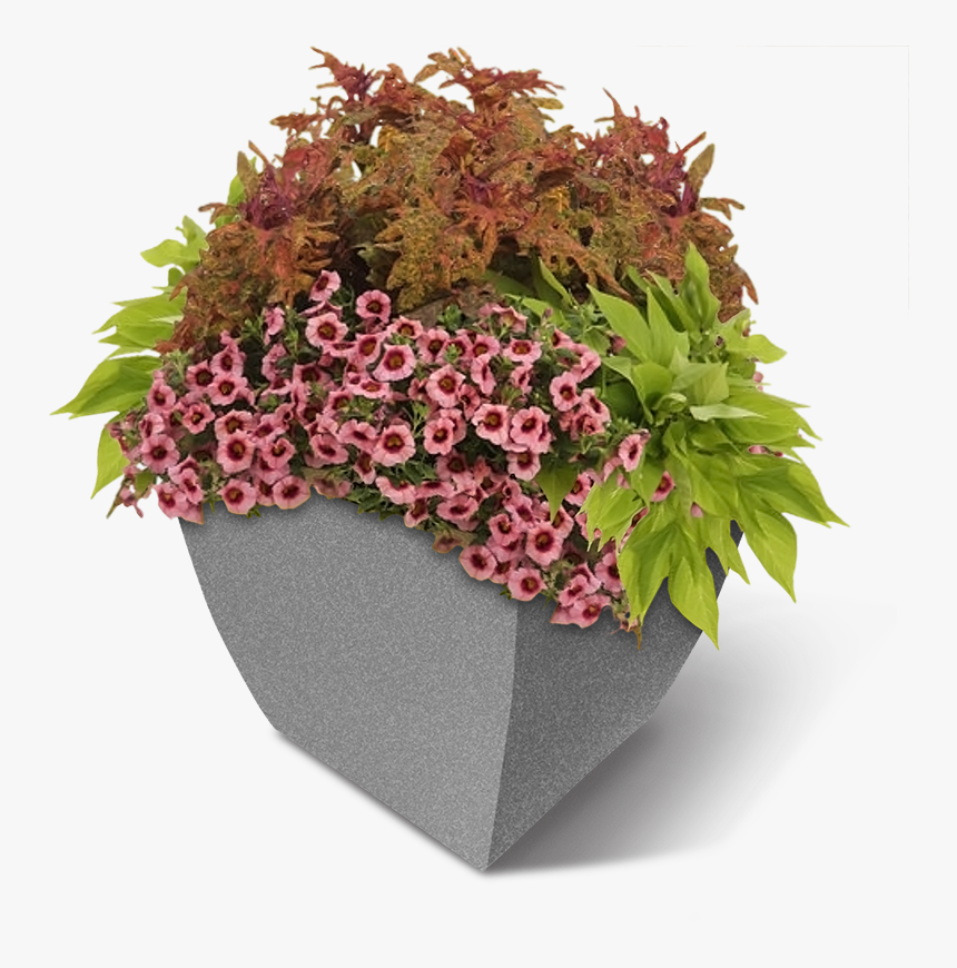 Square Commercial Planter W-flowers - Superbells Strawberry Punch, HD Png Download