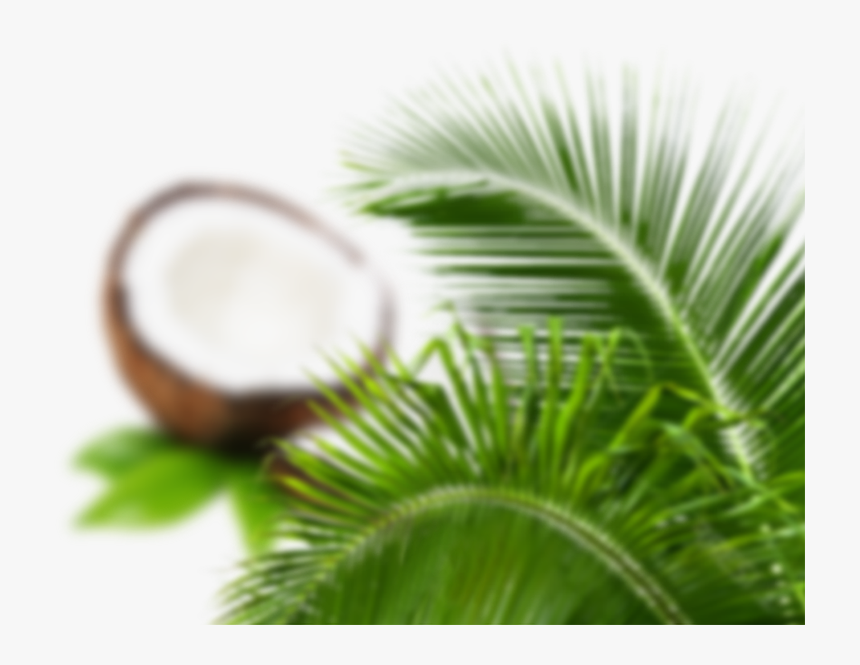 Close-up, HD Png Download