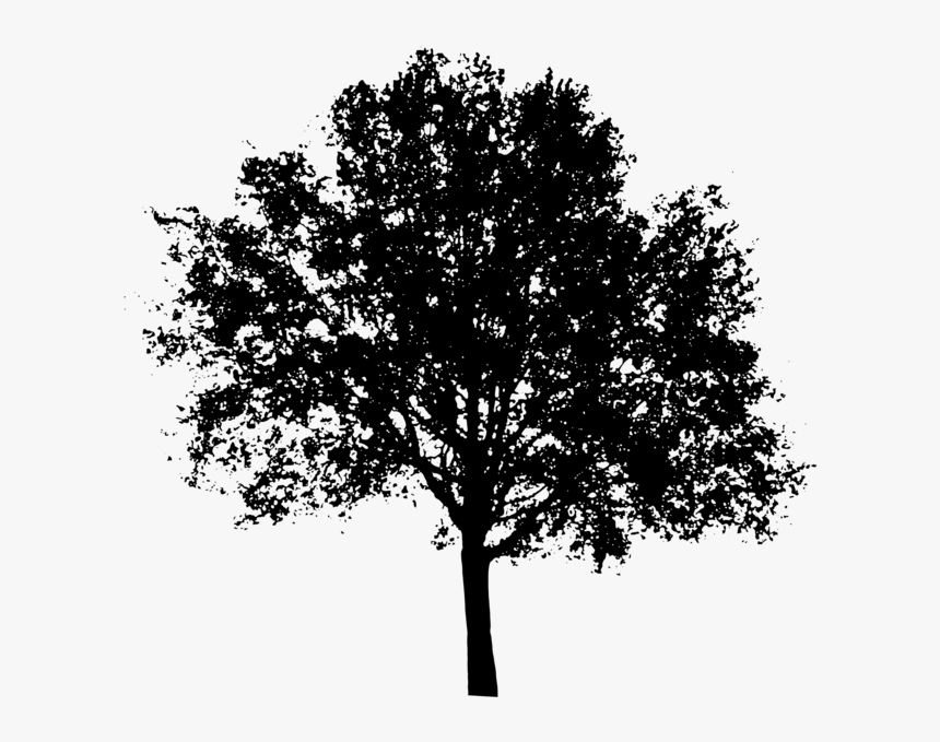 Tree Silhouette - Tree Silhouette Transparent Background, HD Png Download