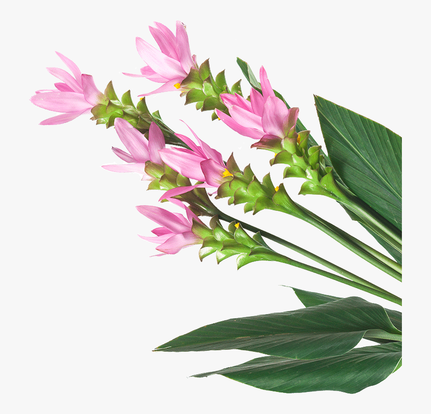 Image Is Not Available, HD Png Download