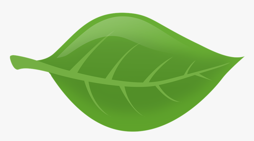 Leaf Nature Green Leaves Plants Tree Leaf Floating - Feuille D Arbre Png, Transparent Png