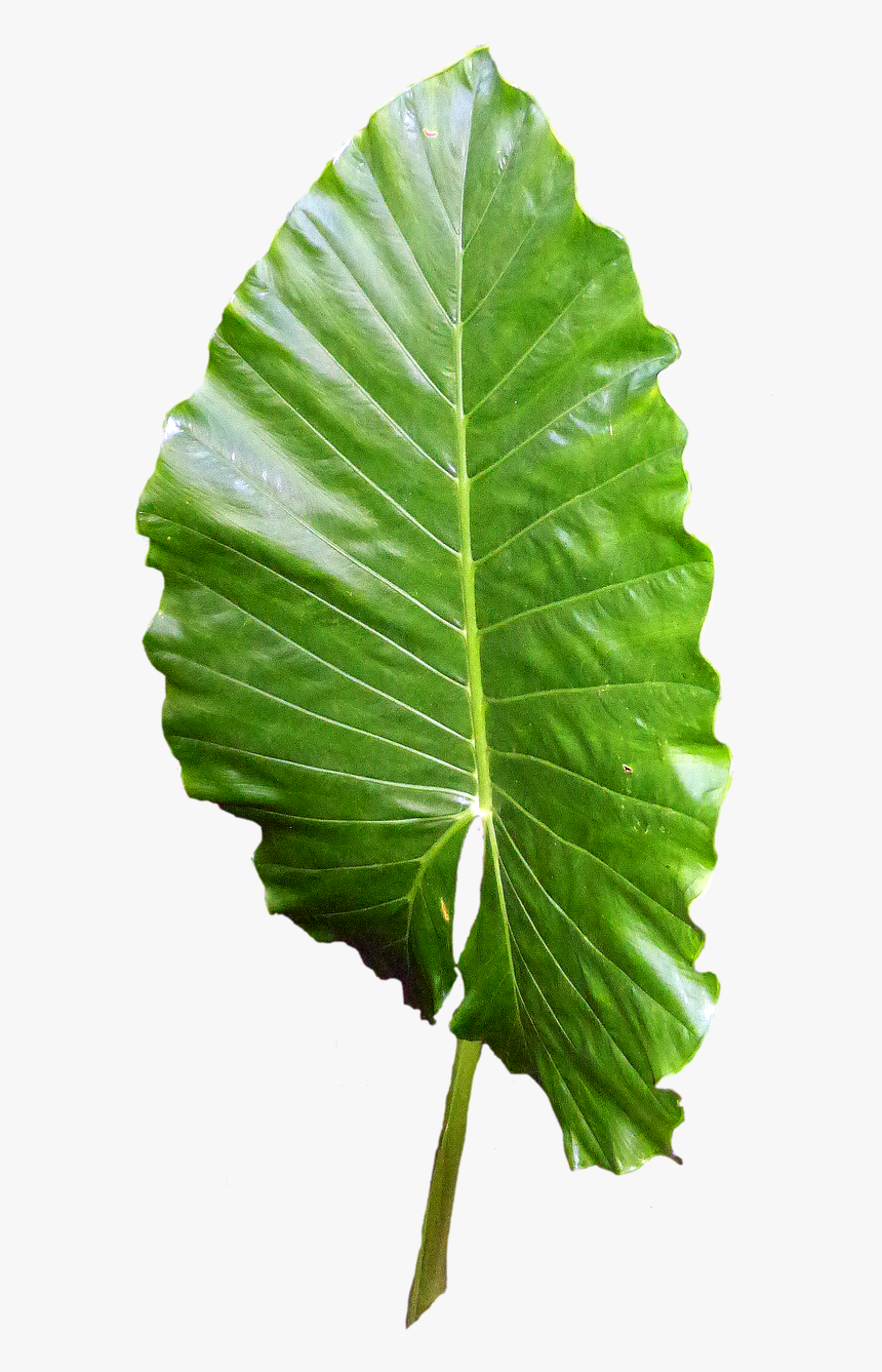 Transparent Green Leaf Png - ใบไม้ Png, Png Download