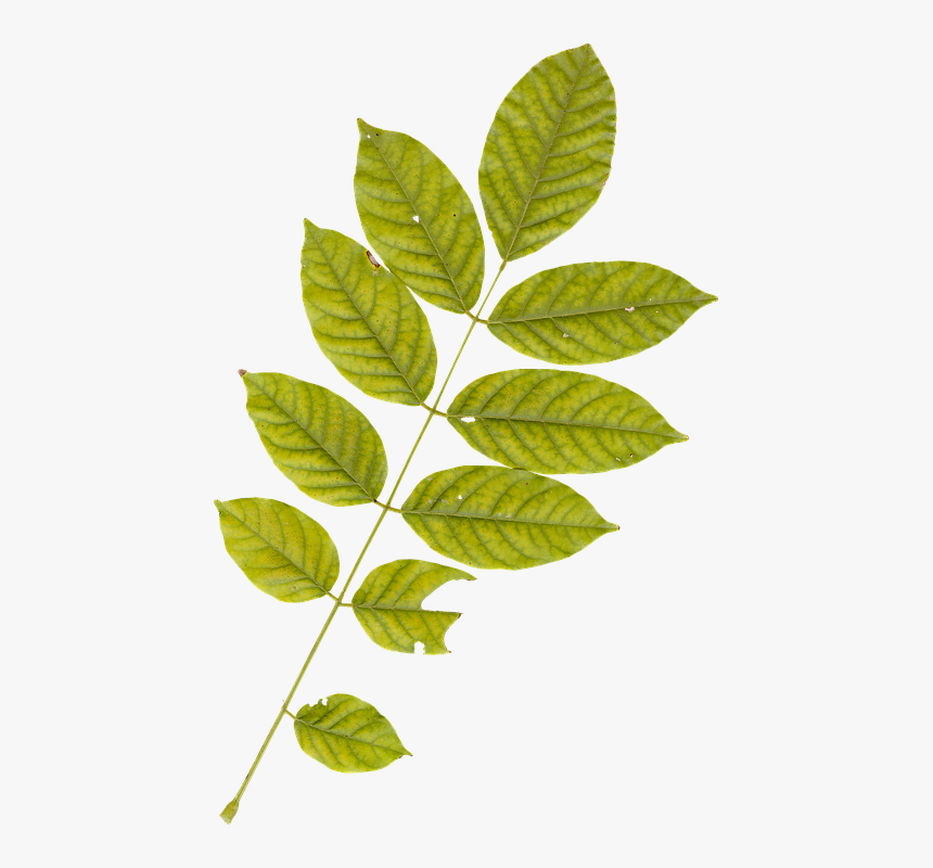 Leaf, Leaves, Plant, Autumn, Fall, Nature, Green - Plant Leaves, HD Png Download