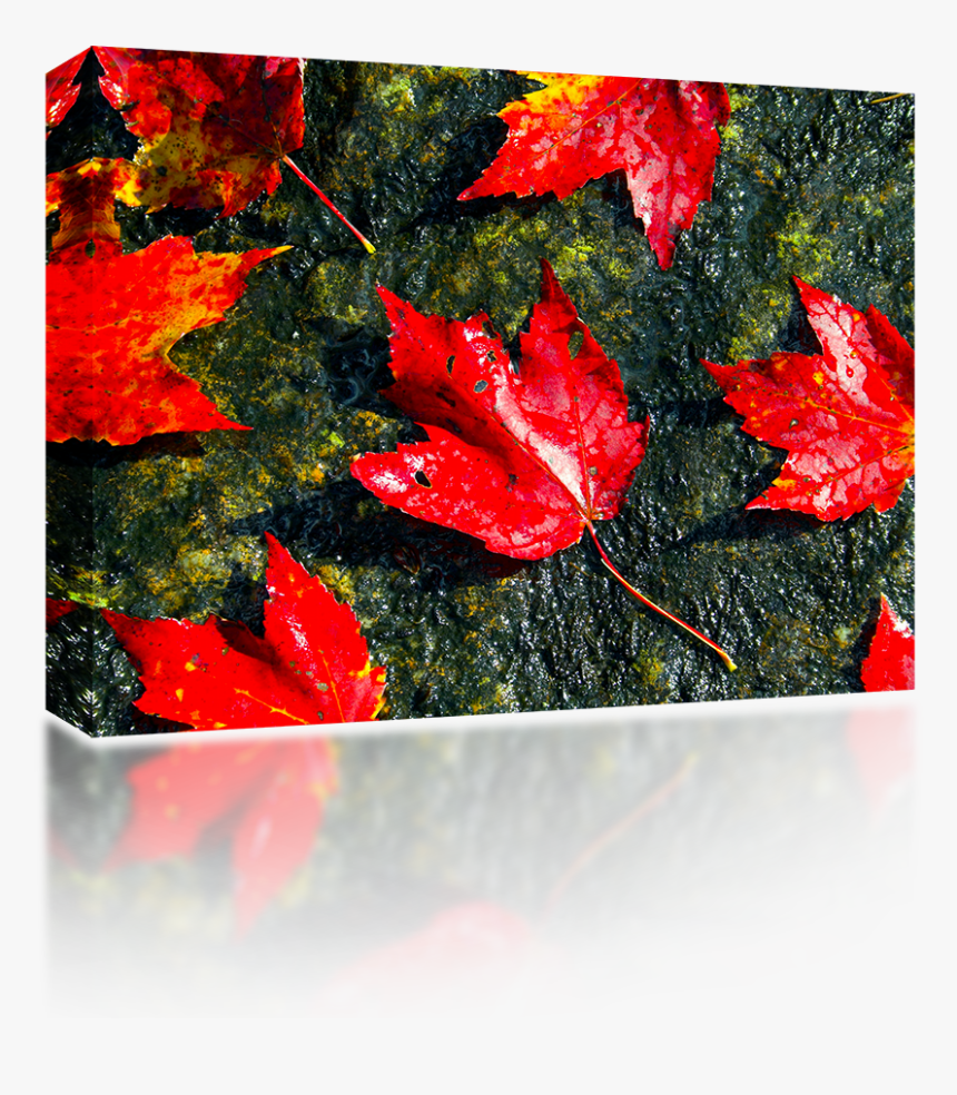 Fall Foliage - Maple Leaf, HD Png Download