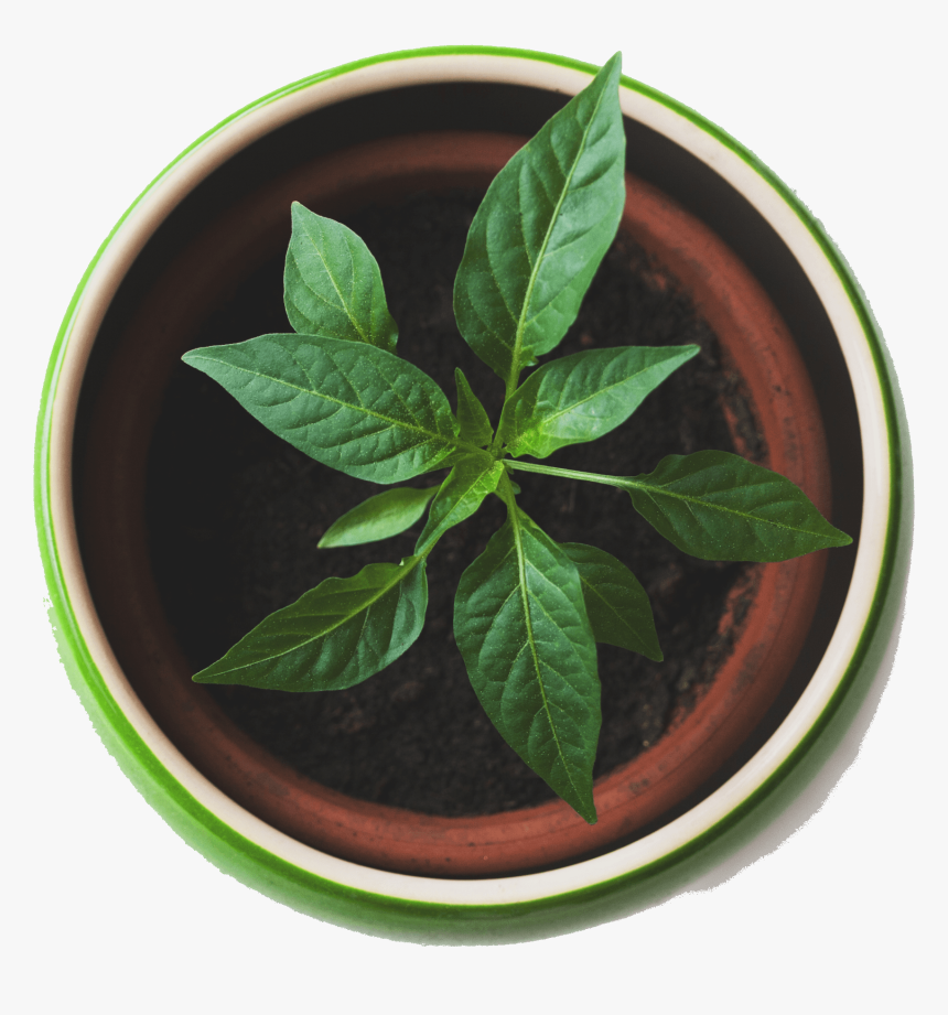 Best Plants - Plant Top View Png, Transparent Png , Transparent Png