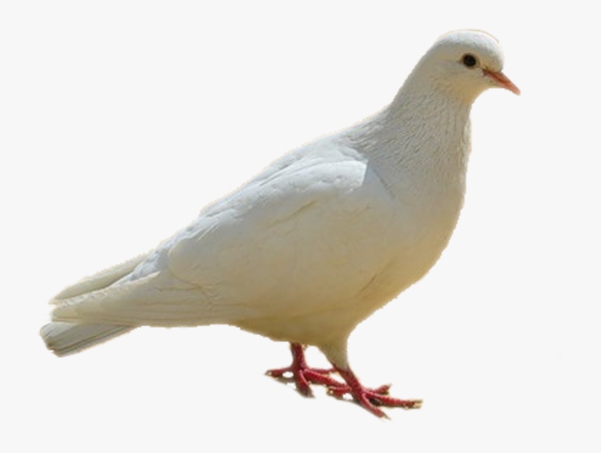 Dove, Birds, White Png - Birds With White Backgrounds, Transparent Png