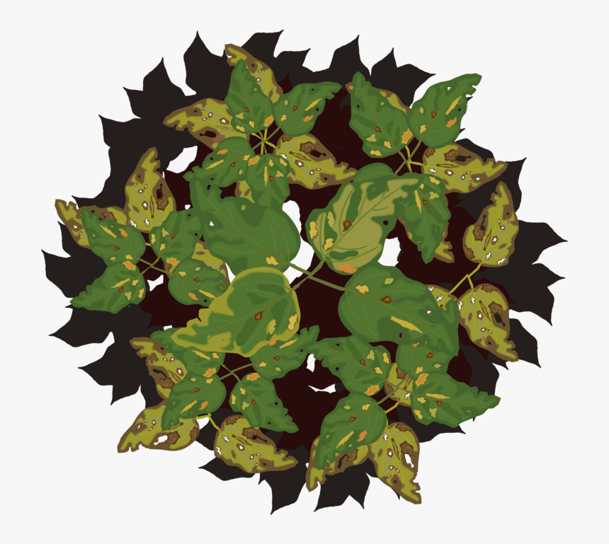 Plant,flower,leaf - Disease Of Plant Png, Transparent Png