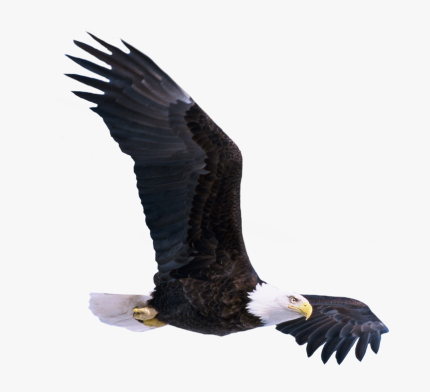 Transparent Soaring Eagle Clipart Black And White - Birds Png Hd New