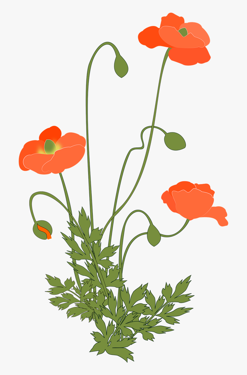 Poppy Plant Png, Transparent Png