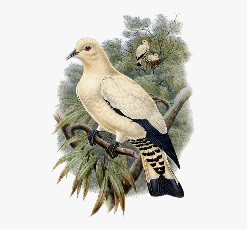 Transparent Dove Bird Clipart - Pigeons And Doves, HD Png Download