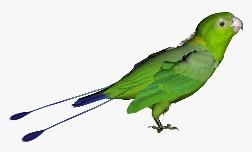 Parrot Png Clipart - Transparent Green Bird Png, Png Download