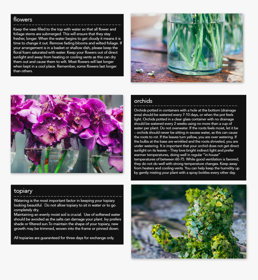 Moth Orchid, HD Png Download