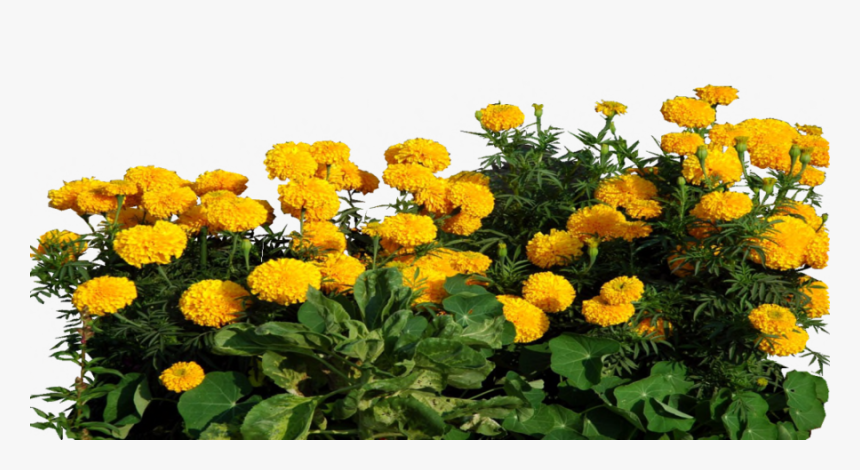 Marigold Clipart Transparent - Marigold Png, Png Download