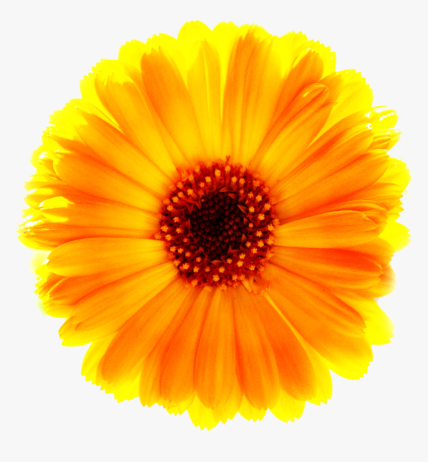 Download Marigold Png Free Download - Surajmukhi Flower, Transparent Png