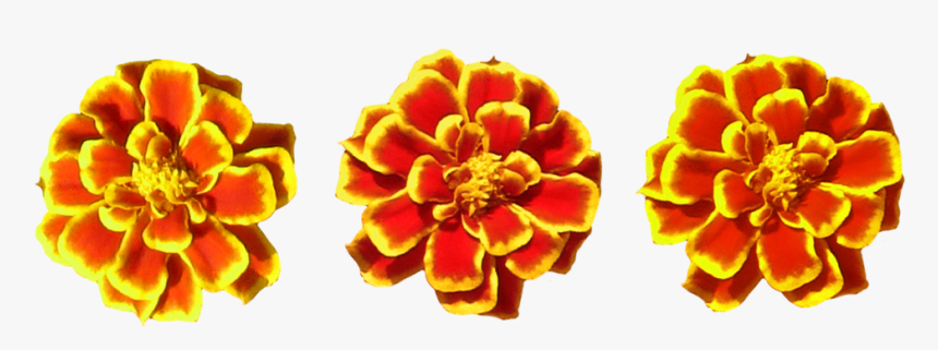 Marigolds Png Transparent - Marigold Flower Toran Png, Png Download