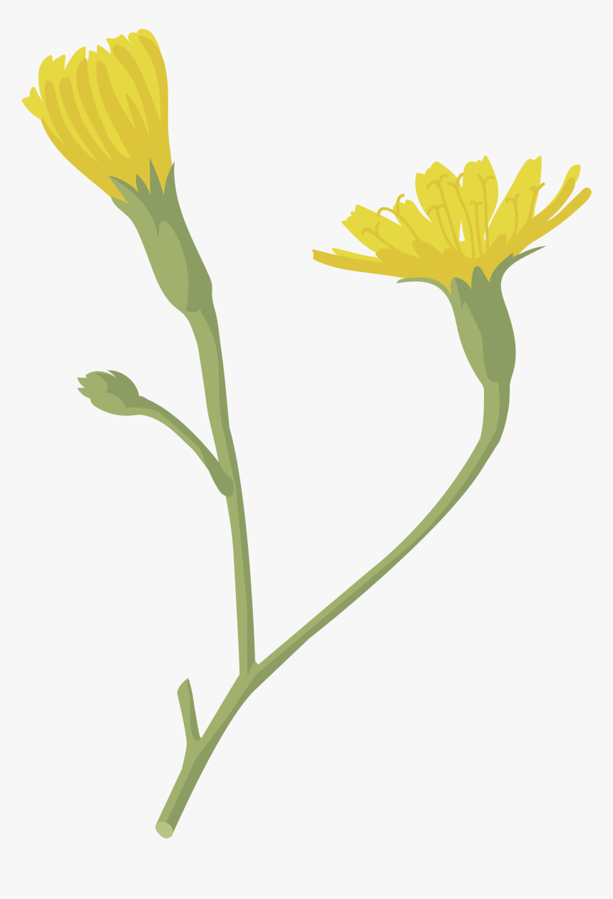 Transparent Flor Png - English Marigold, Png Download