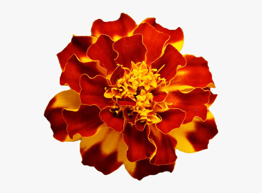Marigold Orange Flower Transparent Background, HD Png Download