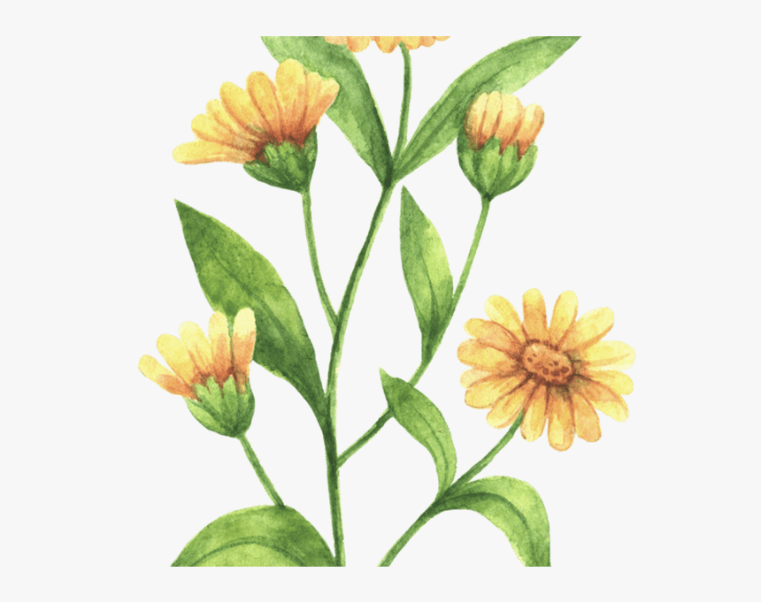 Rustic Marigold Seeds Wedding Favour Marry Golds Wildflower - Calendula Flower Drawing, HD Png Download