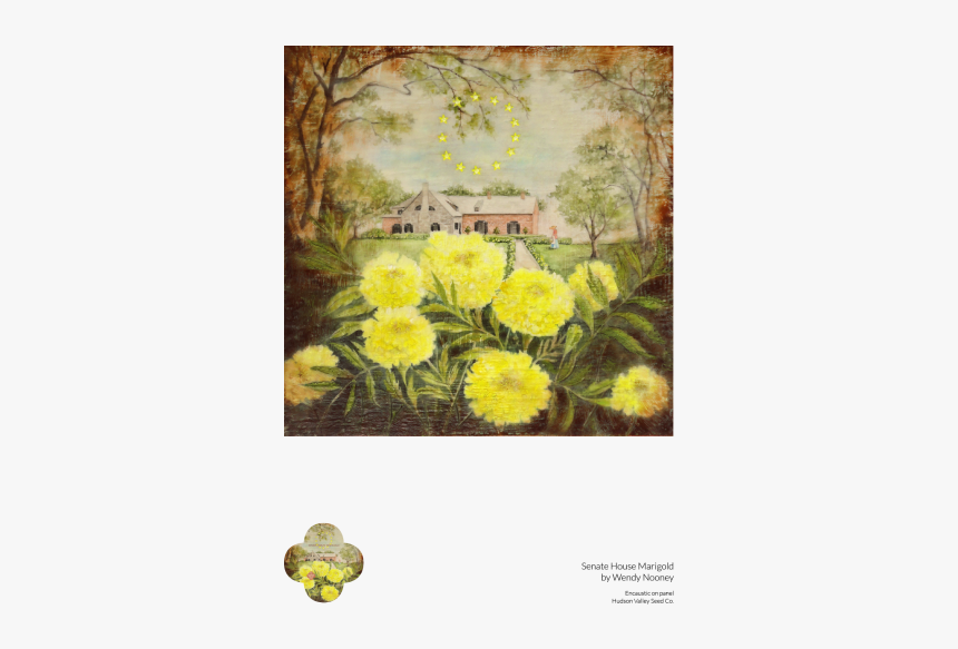 Senate House Marigold Fine Art Poster - Large-flowered Evening Primrose, HD Png Download