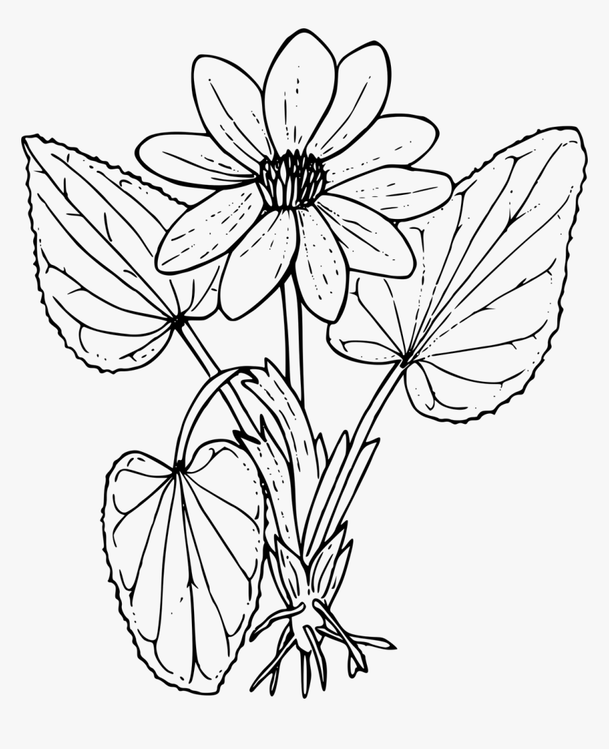 Marsh Marigold - Wild Flowers Colouring Sheets, HD Png Download