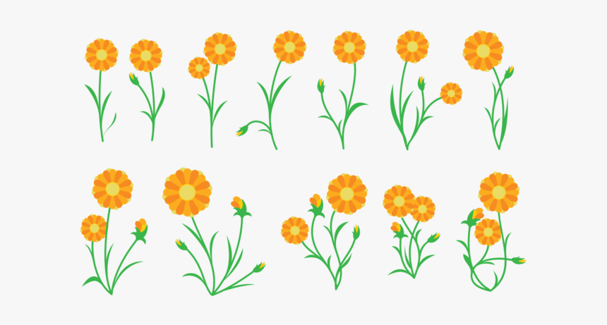 Marigold Clipart Vector - Calendula Vector, HD Png Download