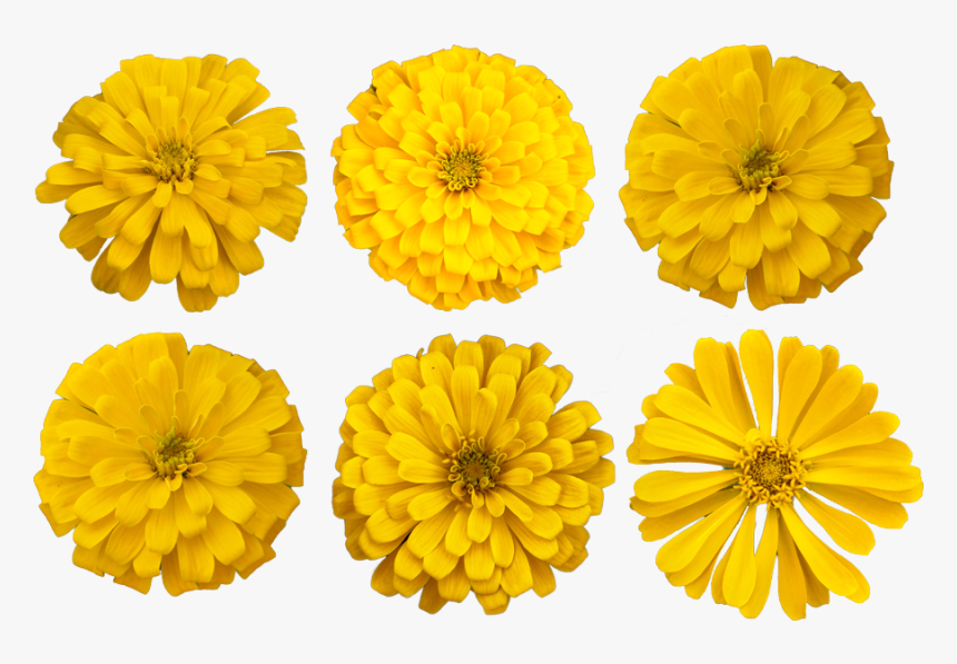 Marigold Flower Cutout Photo - Marigold Clipart, HD Png Download
