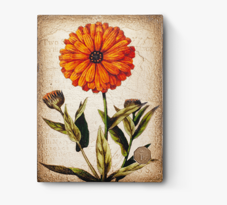 Marigold Necklace, Marigold Pendant, Vintage Marigold, - Vintage Marigold Botanical Illustration, HD Png Download