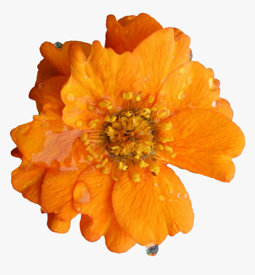 English Marigold, HD Png Download