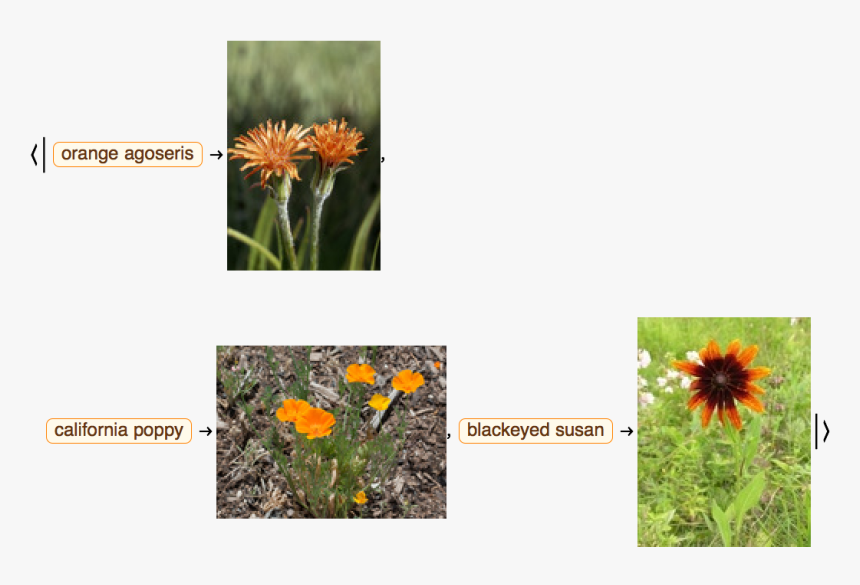 Field Marigold - African Daisy, HD Png Download