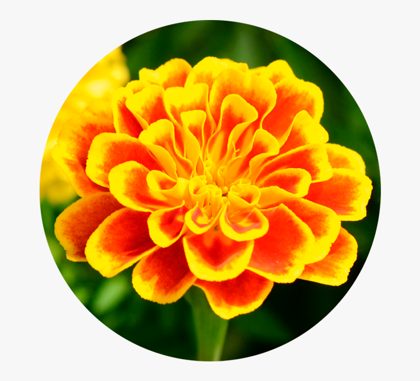 Marigold Wirkstoff-marigold - Tagetes Patula, HD Png Download