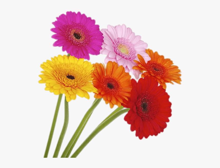 Coloured Gerberas On High Stems - Coloured Gerberas, HD Png Download