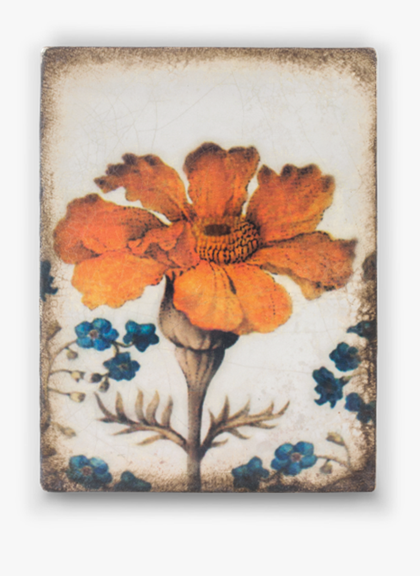 Sid Dickens Marigold, HD Png Download