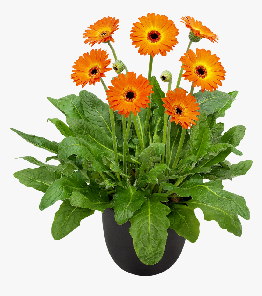 Gerbera Plant Png, Transparent Png