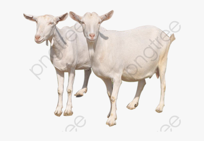 Transparent Goat Clipart Black And White - Goats Png, Png Download