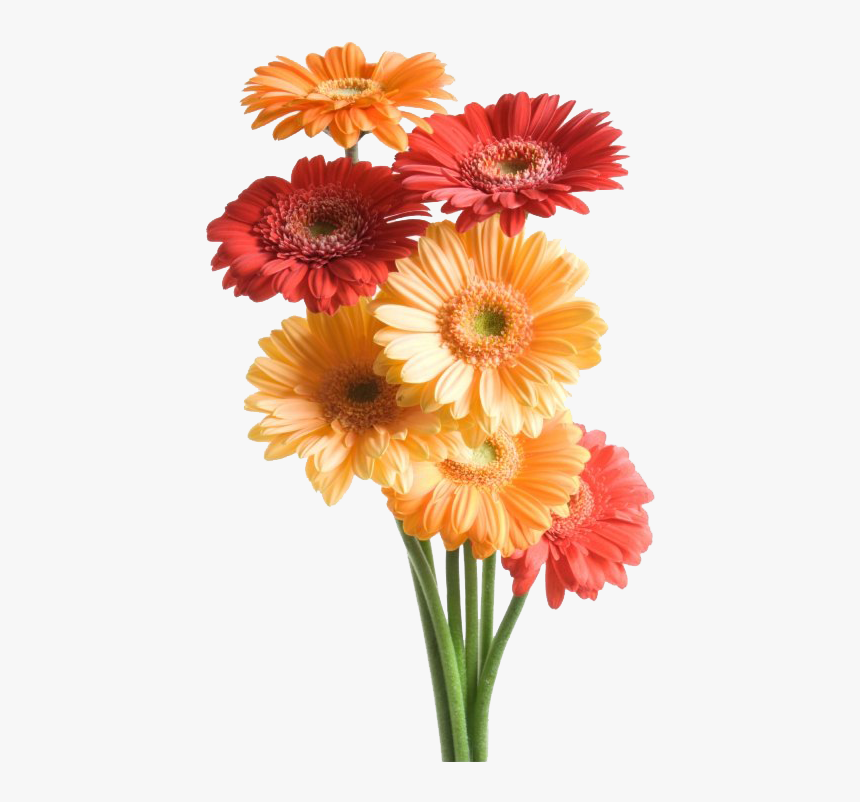 Gerbera Png Transparent Image - Flower Good Night Messages, Png Download