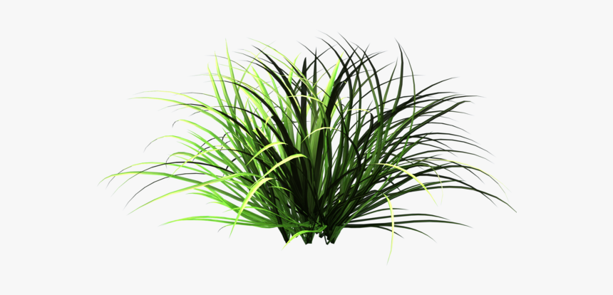 Garden Grass Png, Transparent Png