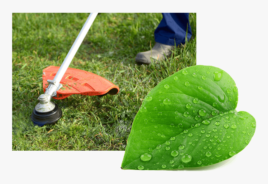 Single Green Leaf Png, Transparent Png