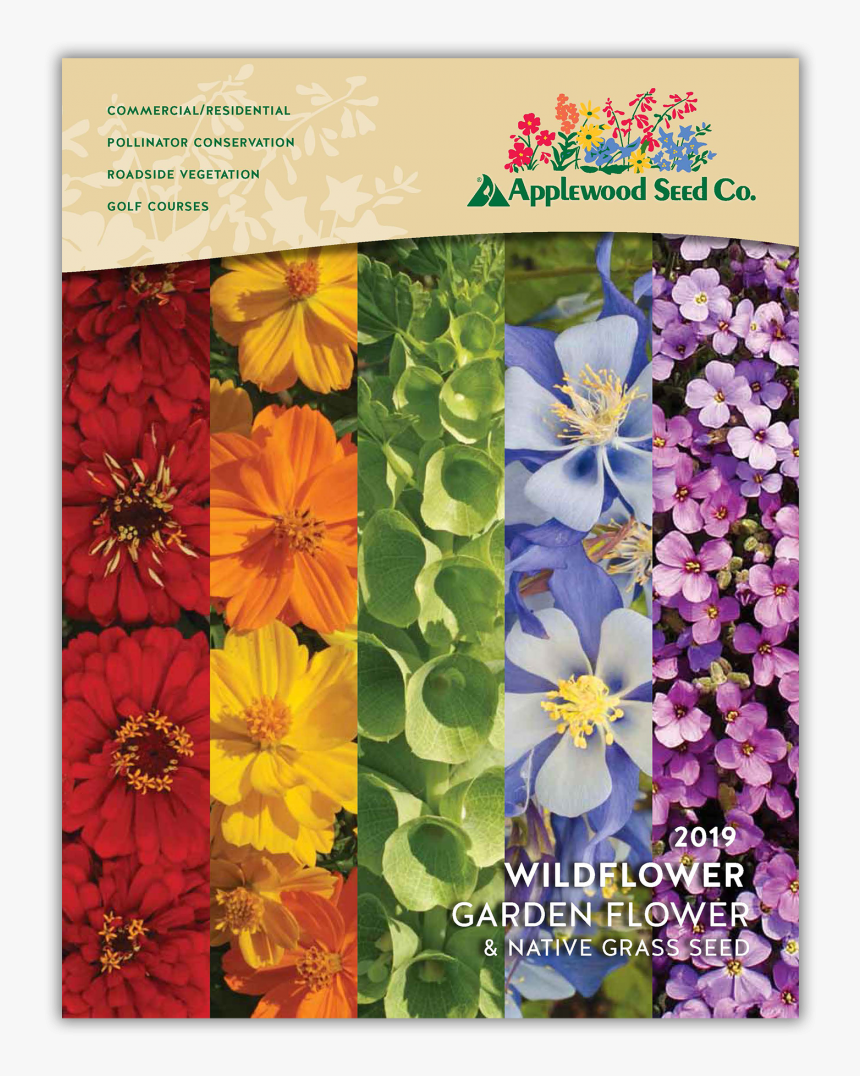 African Daisy, HD Png Download