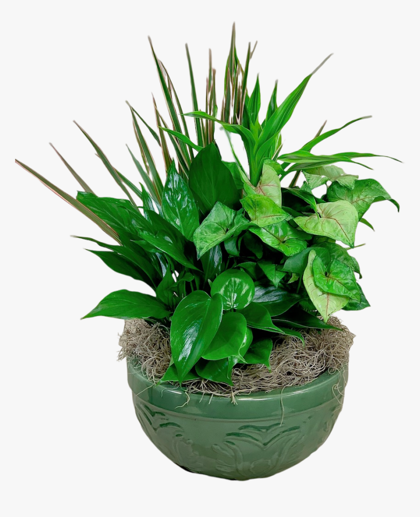 Emerald Dish Garden - Houseplant, HD Png Download