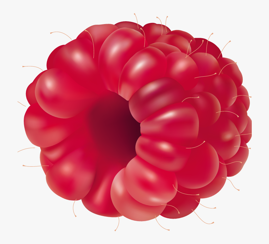Raspberry Fruit Png Clipart - Fruit Vector, Transparent Png