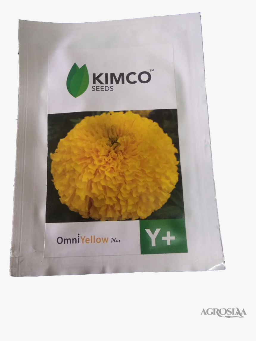 Dandelion, HD Png Download