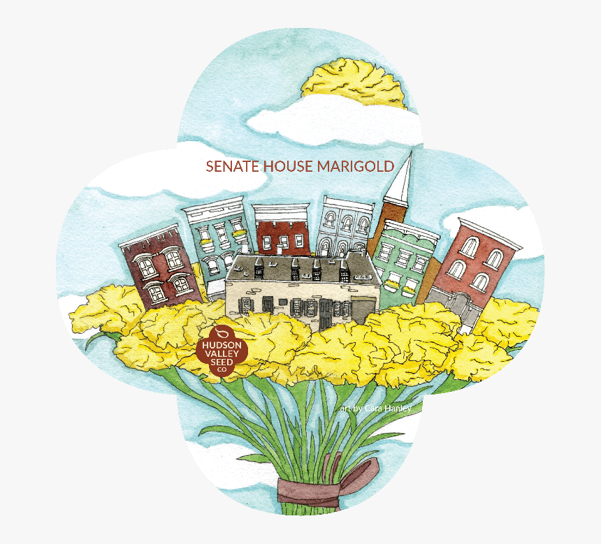 Organic Senate House Marigold Seeds - Bouquet, HD Png Download