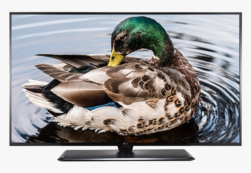 40lv340h 1 - Mallard, HD Png Download