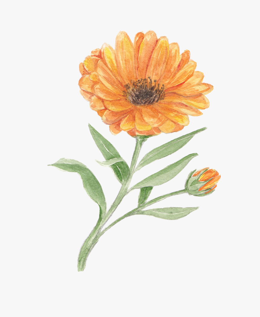 English Marigold, HD Png Download