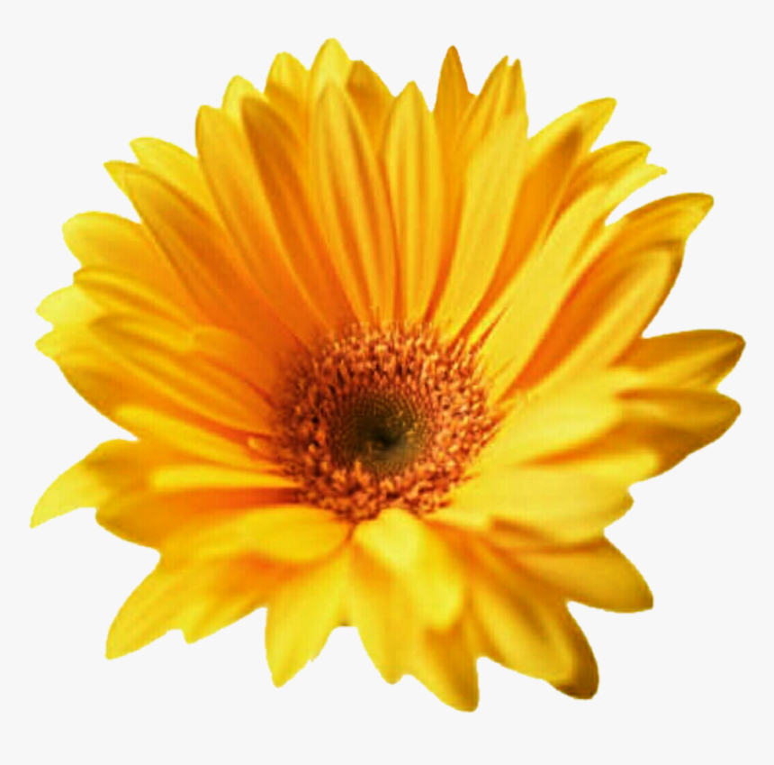 Download Gerbera Png Transparent For Designing Projects - Summer Flowers Cut Out, Png Download
