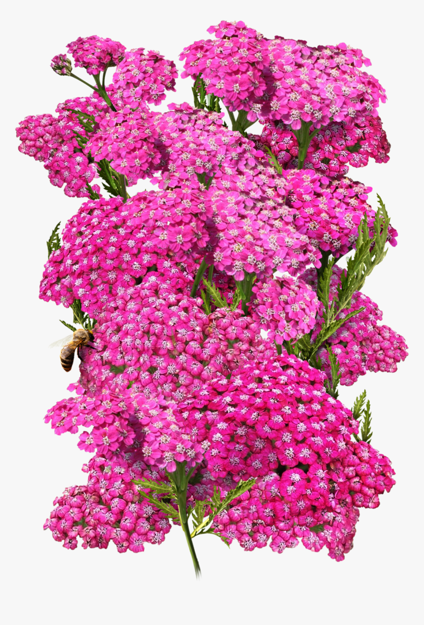 Cerise Queen Yarrow Seeds For Planting 
 Class Lazyload - Lilac, HD Png Download