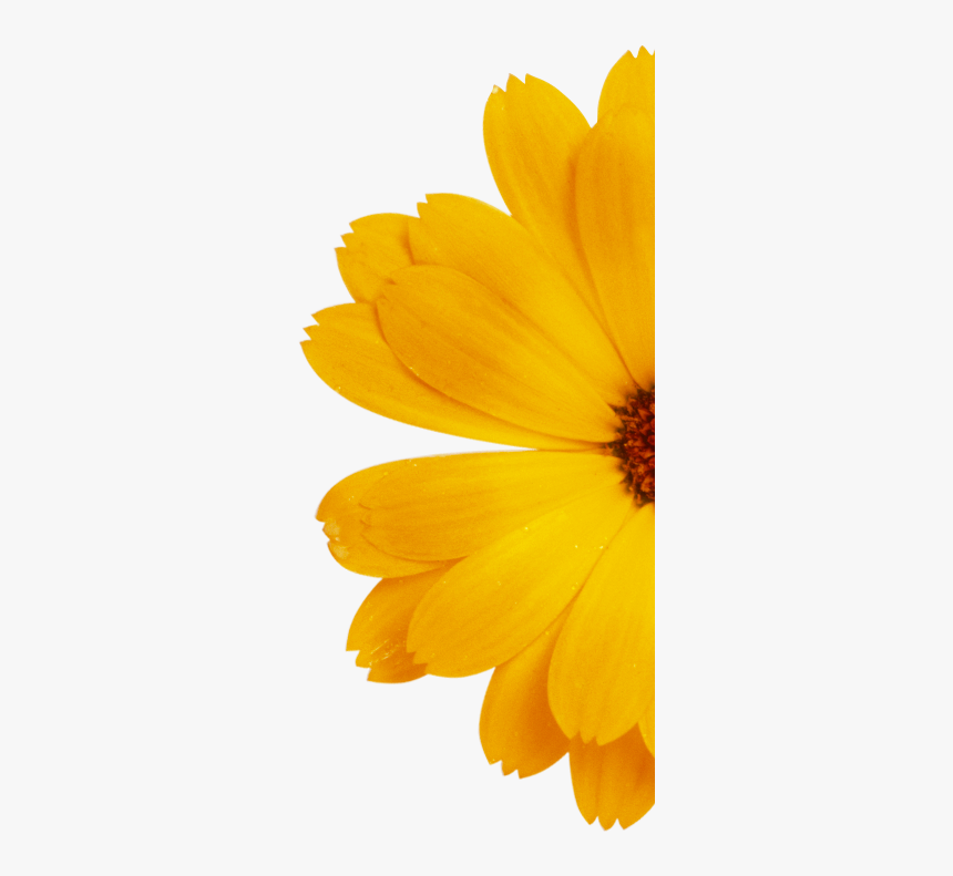 English Marigold, HD Png Download