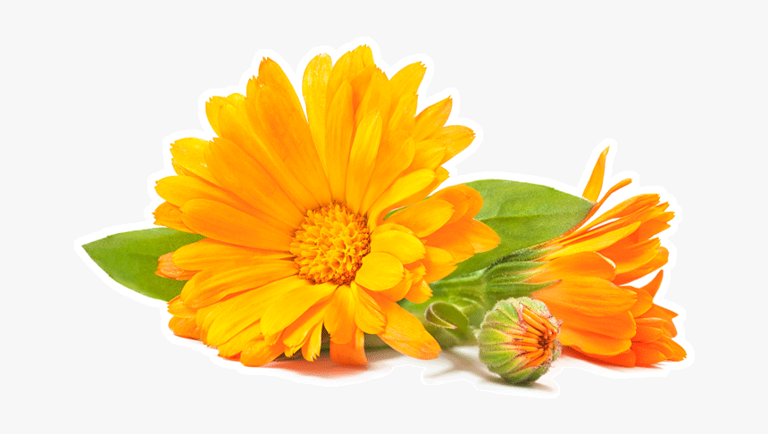 Ingredients Health Benefits Carmien - 金 盞 草, HD Png Download